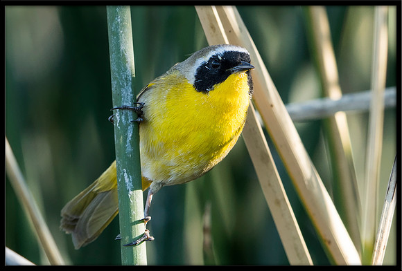 Common Yellowthroat