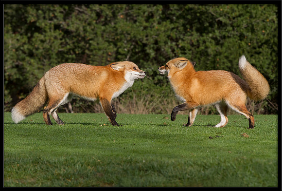 Red Foxes Fighting