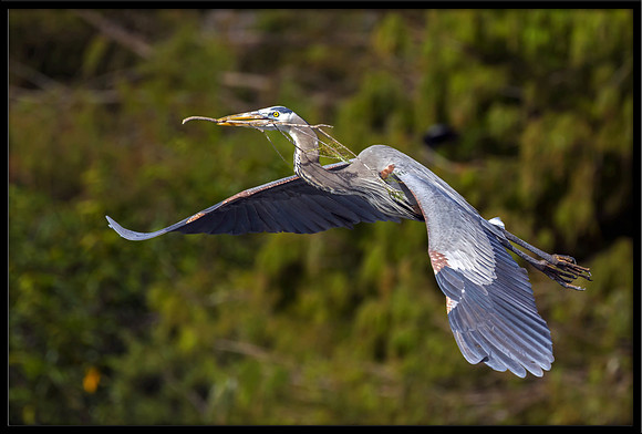 Great Blue Heron with nesting material