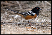 Spotted Towhee