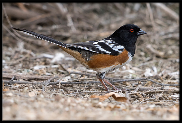 Spotted Towhee