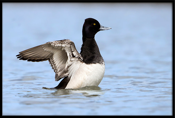 Lesser Scaup