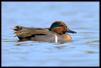 Green-winged Teal