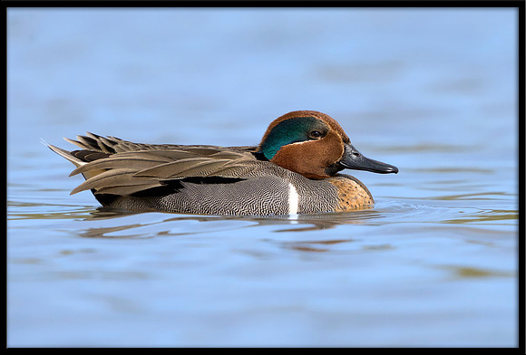 Green-winged Teal