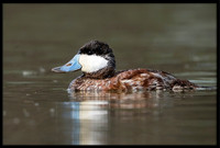 Ruddy Duck