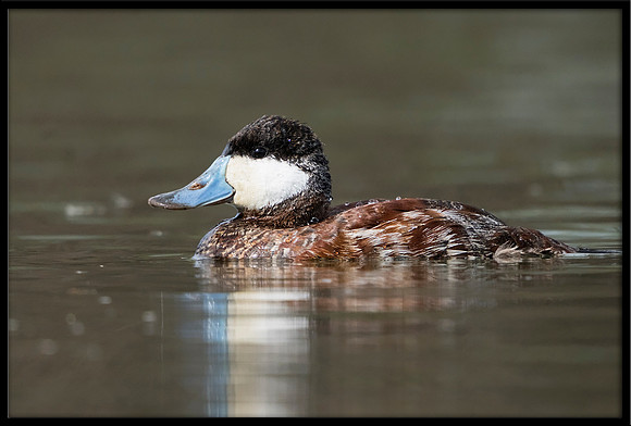 Ruddy Duck