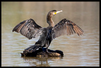 Double-crested Cormorant