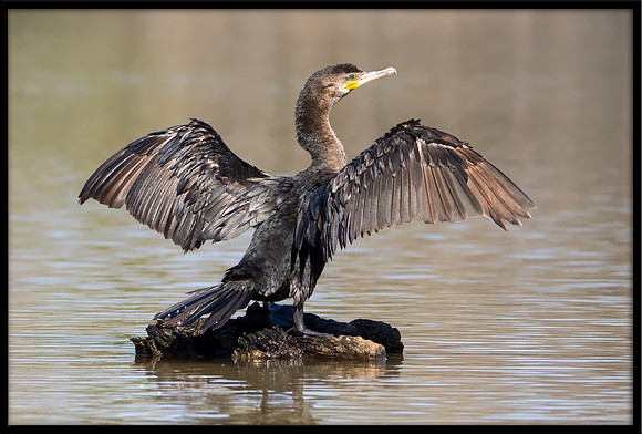 Double-crested Cormorant