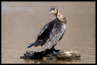 Double-crested Cormorant