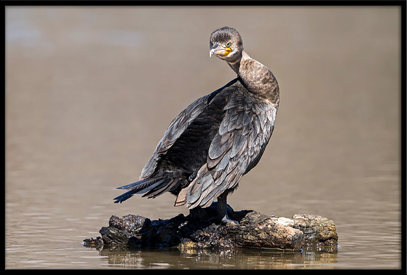Double-crested Cormorant
