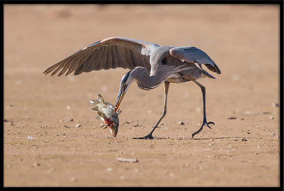 Great Blue Heron with Prey