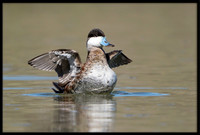 Ruddy Duck