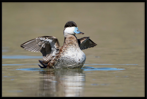 Ruddy Duck