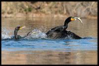 Double-crested Cormorants Fishing