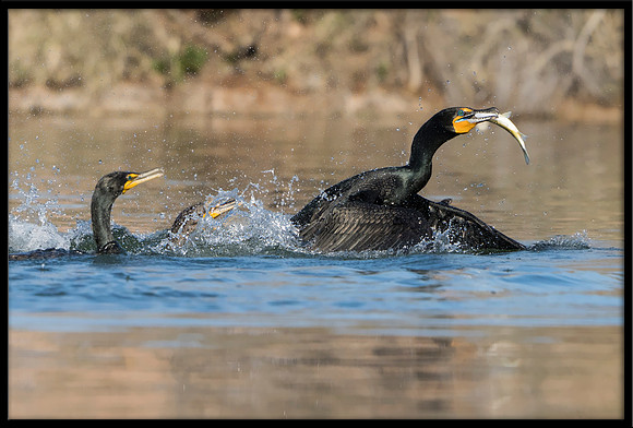 Double-crested Cormorants Fishing
