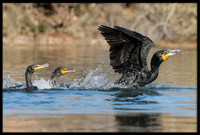 Double-crested Cormorants Fishing