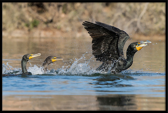Double-crested Cormorants Fishing