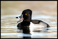 Ring-necked Duck