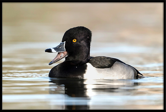 Ring-necked Duck