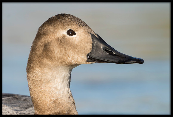 Canvasback