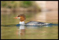 Common Merganser (f)