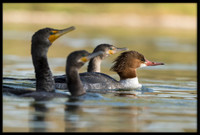 Common Merganser (f)
