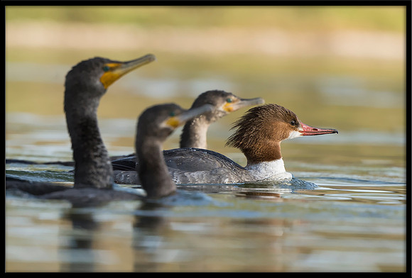 Common Merganser (f)