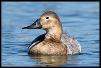 Canvasback
