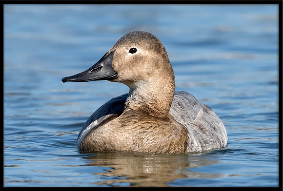 Canvasback