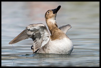 Canvasback