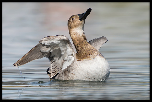 Canvasback