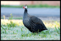 Helmeted Guineafowl