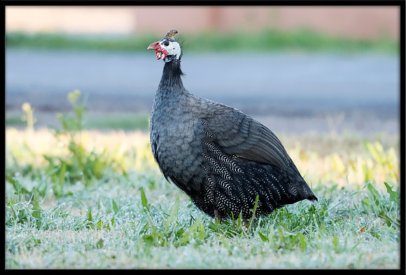 Helmeted Guineafowl