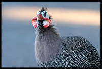Helmeted Guineafowl