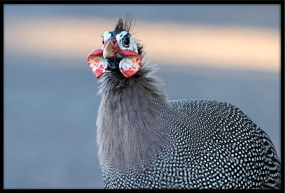 Helmeted Guineafowl
