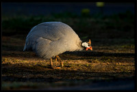 Helmeted Guineafowl