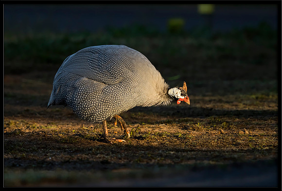 Helmeted Guineafowl