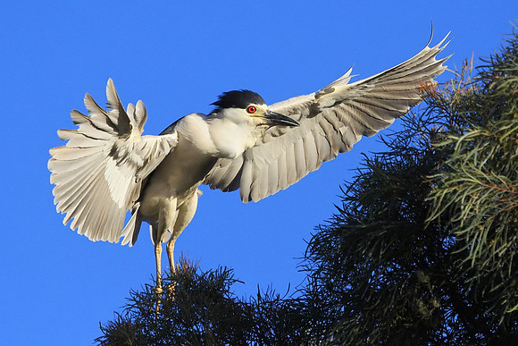 Black-crowned Night Heron with nesting material