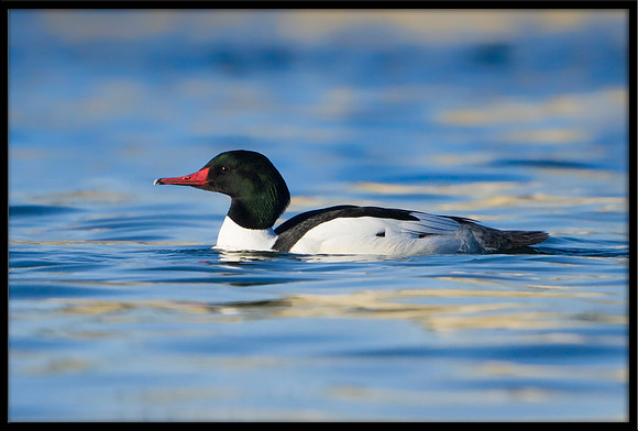 Common Merganser