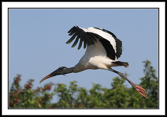 Wood Stork