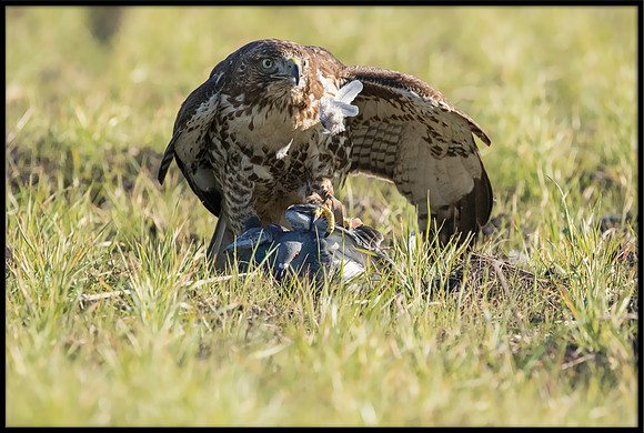 Red-tailed Hawk Gets Pigeon