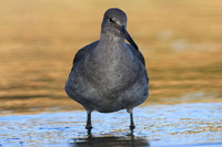 Willet