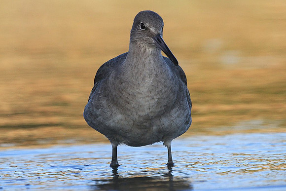 Willet