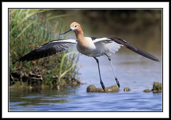 Avocet Landing