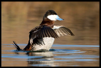 Ruddy Duck