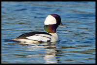 Bufflehead