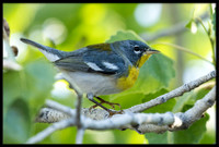 Northern Parula