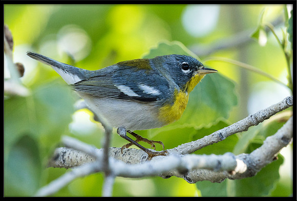 Northern Parula