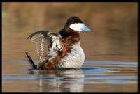 Ruddy Ducks