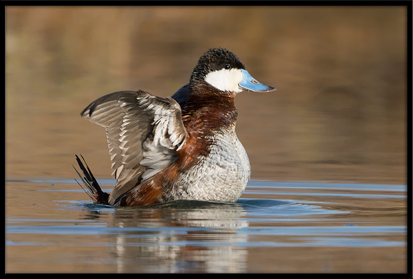 Ruddy Duck